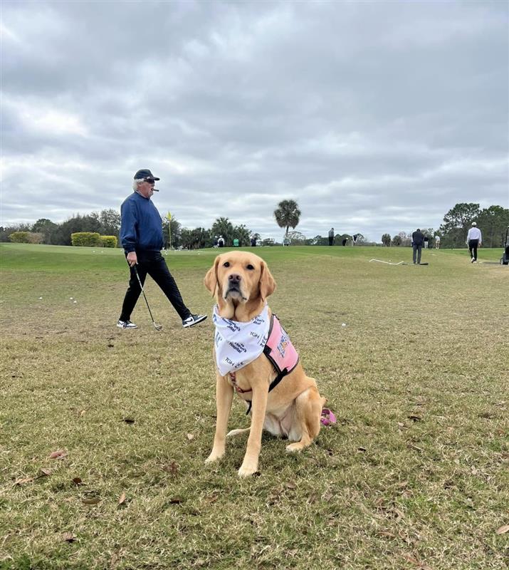 TGH Facility Dog Millie attends a golf tournament. 