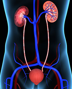 Illustration of the kidneys in the body