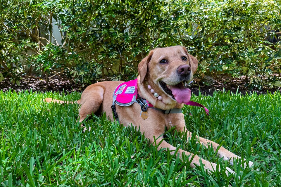 Image of Mille in grass