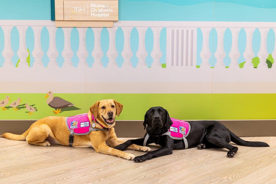 Facility dogs, Millie and Quinn