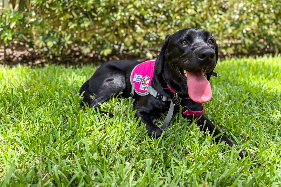 Image of Quinn in grass