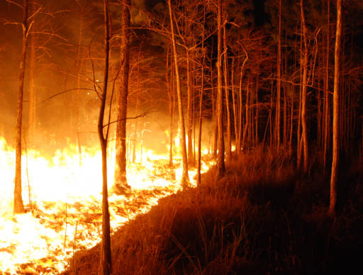 florida_wildfire_us_fws
