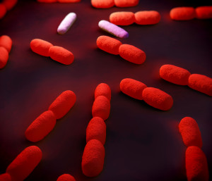 Listeria bacteria