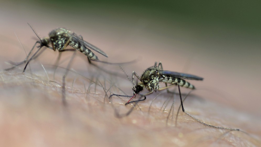 mosquitoes_zika