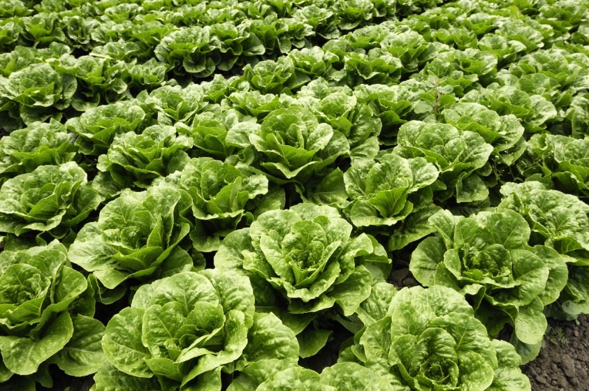 romaine_lettuce