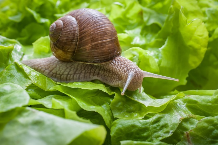 snail