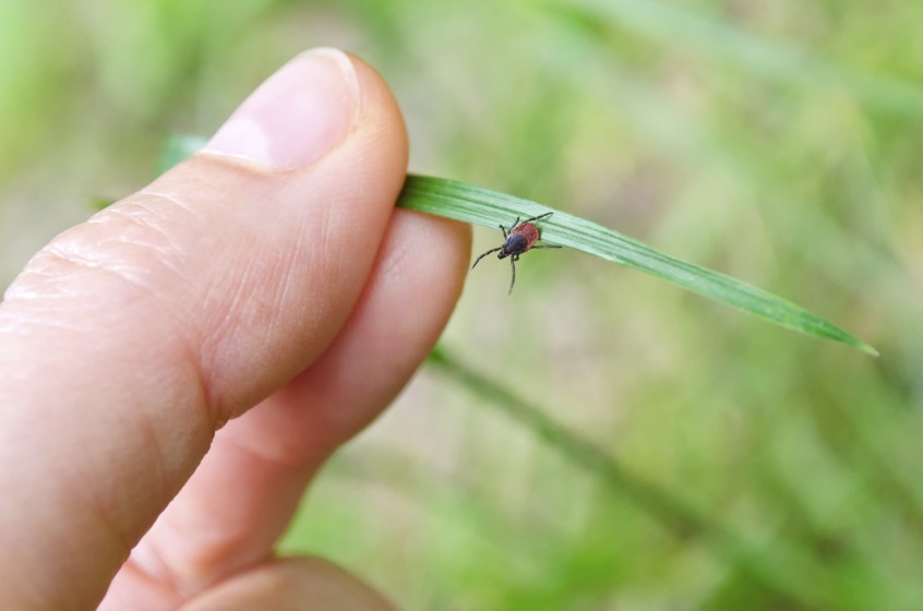 tick_on_grass