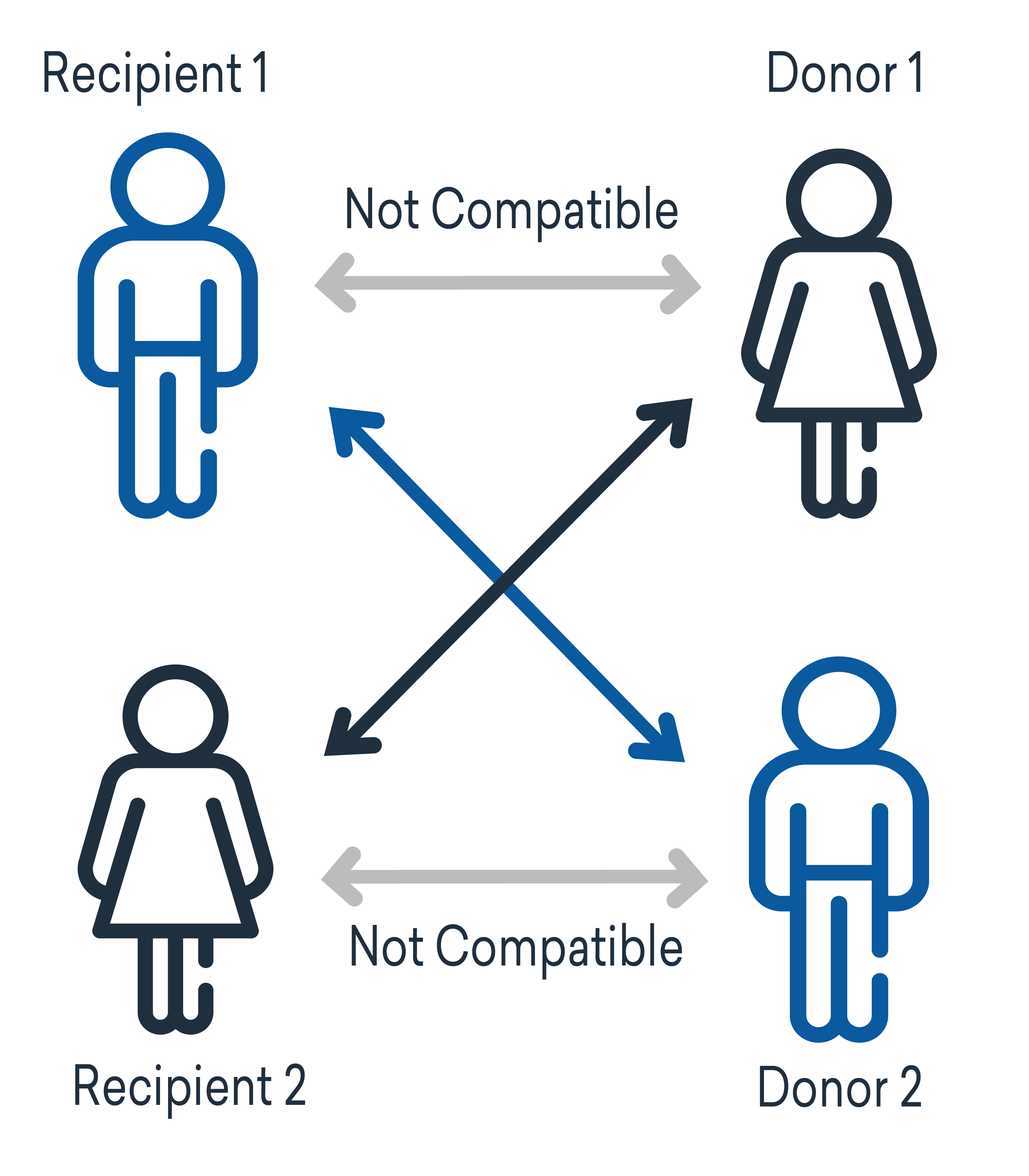 Infographic showing a paired kidney exchange: Recipient 1 is incompatible with Donor 1, and Recipient 2 is incompatible with Donor 2. However, Recipient 1 is compatible with Donor 2, and Recipient 2 is compatible with Donor 1, illustrating a cross-matching transplant scenario.